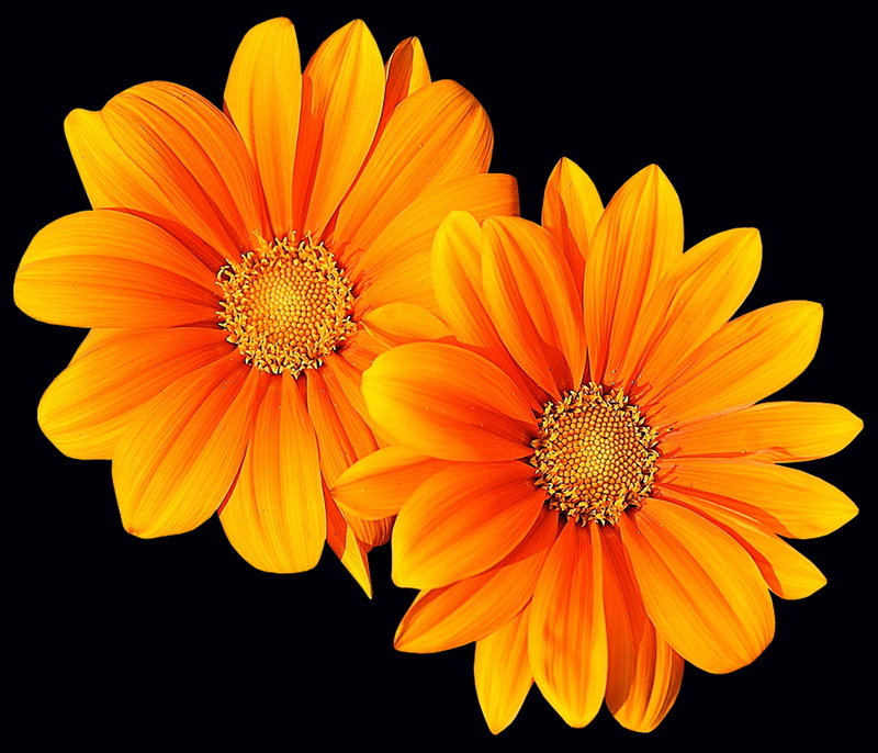 growth, no people, flowers, yellow, inflorescence, pollen, 5K, fragility, nature, flowering plant, beauty in nature, studio shot, orange color, black background