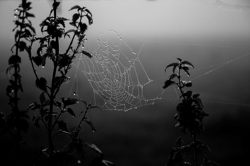 gray, monochrome, dew, black, spiderwebs, dark, water drops, 1080P
