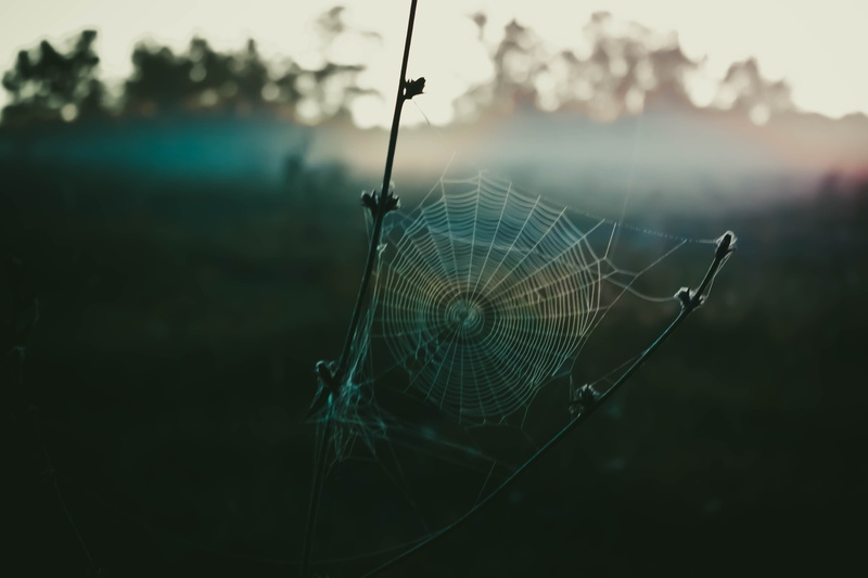 pattern, lens flare, fragility, fishing, tranquility, vulnerability, sky, close-up, no people, spiderwebs, water, landscape, fishing industry, outdoors