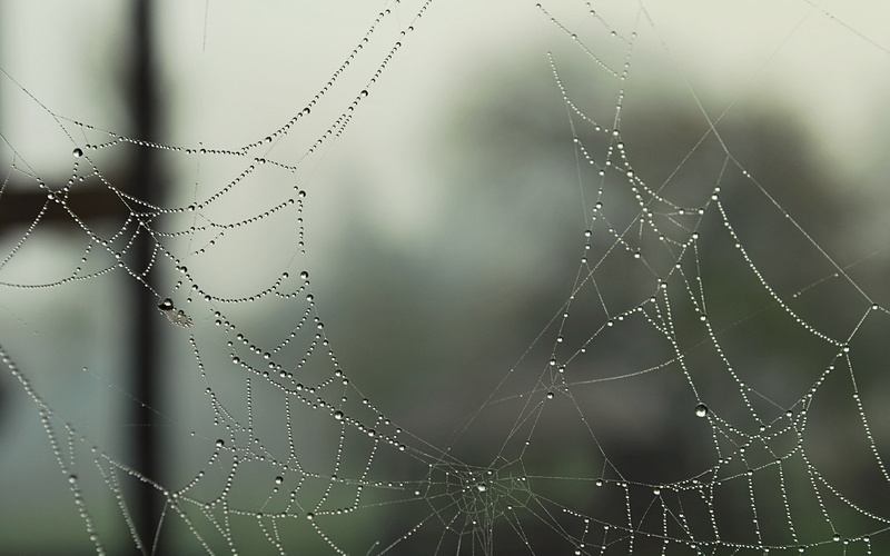 spiderwebs, water drops, 2K