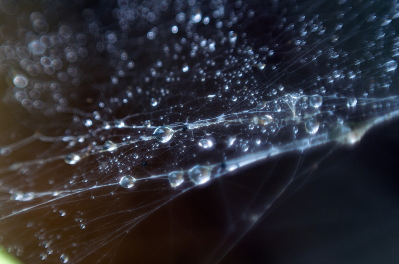 water drops, spiderwebs, 2K