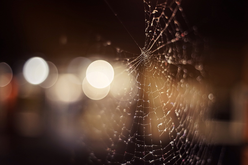 focus on foreground, no people, selective focus, nature, water, spiderwebs, spider, spider web, vulnerability, complexity, pattern, dew, rain, natural pattern