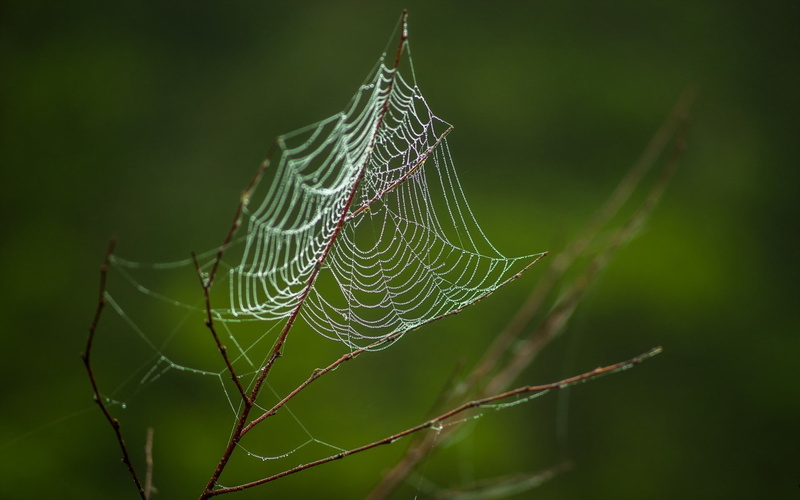animal, 1080P, fragility, beauty in nature, green color, spider web, no people, focus on foreground, vulnerability, animal wildlife, spider, animal themes