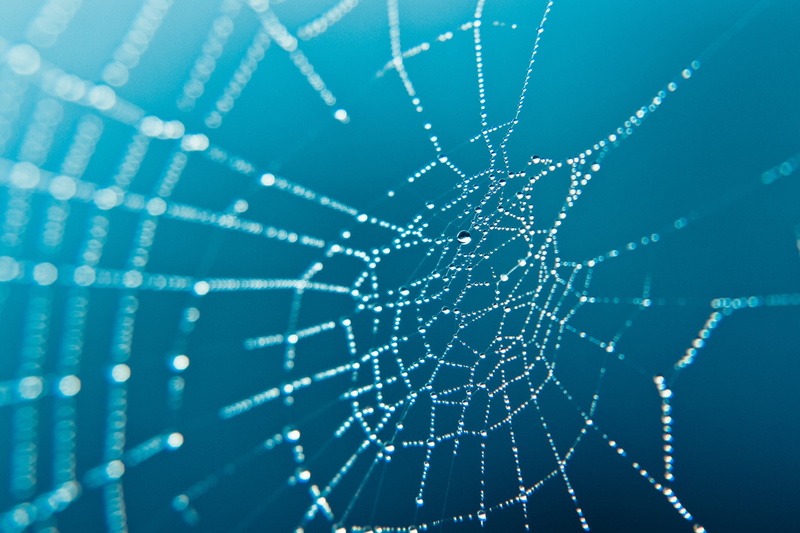 closeup, spiderwebs, 2K