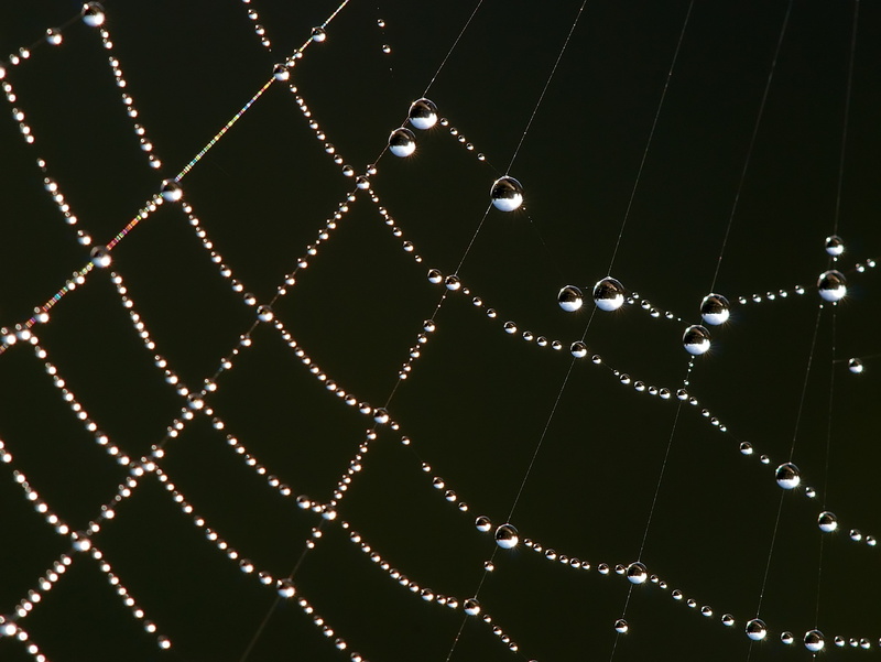 no people, vulnerability, metal, purity, string, fragility, black background, water, night, decoration, spider web, drop, backgrounds, studio shot, full frame
