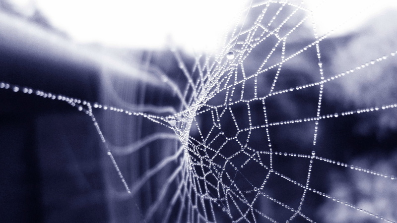 selective focus, corporate business, business, spiderwebs, striped, no people, pattern, nature, water drops, close-up, fragility, data, number, 1080P