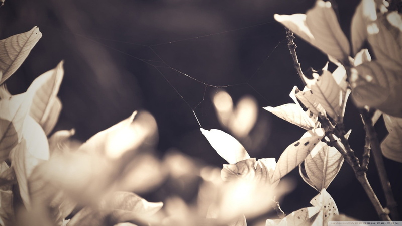 grayscale, flower, no People, pattern, spider, autumn, vulnerability, macro, tree, land, spider Web, nature, leaves, branch, growth, outdoors, tranquility