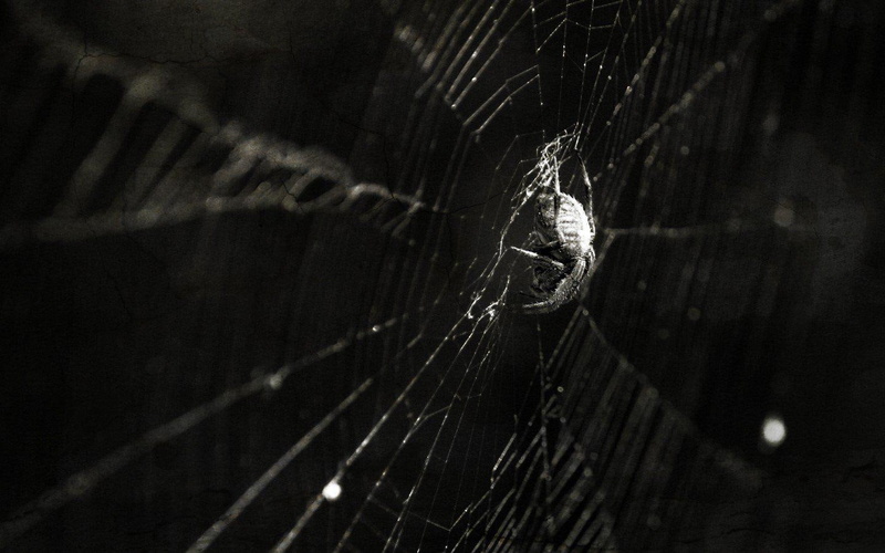 hd, spider, 720P, spiders, insects, webs