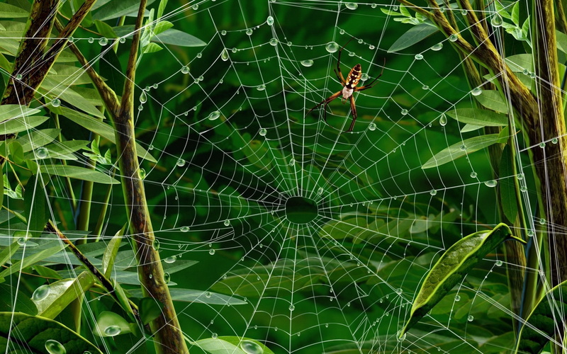 Web, Leaves, Water, Spider, Drops, 1080P, Insect, Green