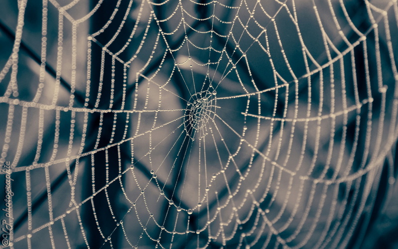 web, drops, macro, spider, hd, 1080P, nature, water