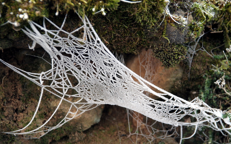 spider, nature, frost, 2K, web, hd