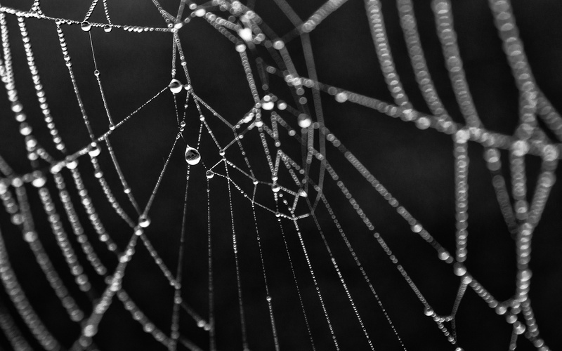 spider, bw, wet, 2K, drops, water, nature, web, green, hd