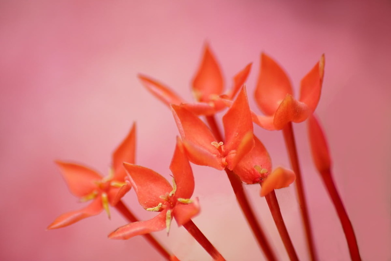 photography, flower Head, close, petal, plant, nature, close-up, 480P, pink Color, ixora, red, flower