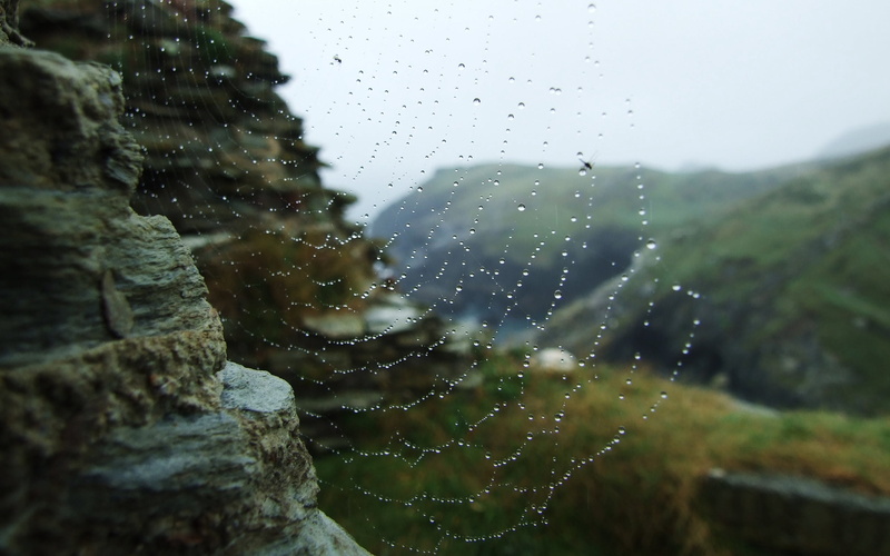 focus on foreground, raindrop, dew, tree, no People, rain, rainy season, outdoors, plant, window, green Color, water, glass - material, mountain, spider