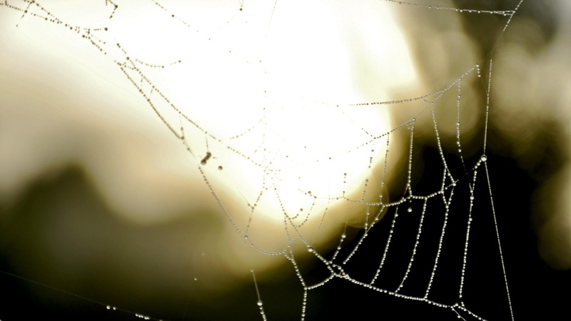 drop, spider, water, white, web, wet, 1920x1080, 1080P, photography