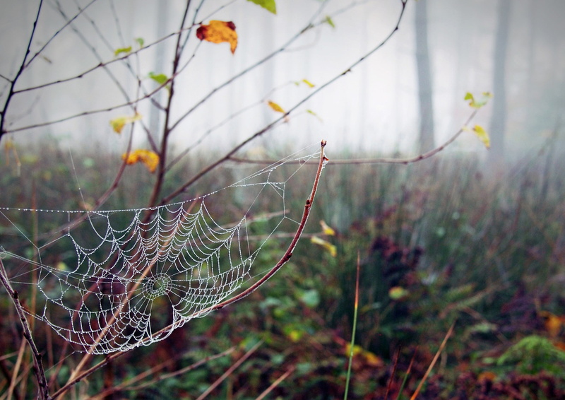 fall, spider, web, 1080P, cobweb, dew