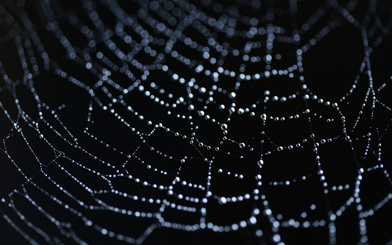 water, web, macro, drops, hd, nature, 1080P, spider
