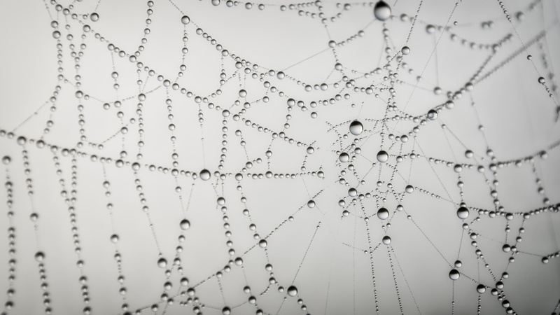 bw, hd, nature, spider, water, web, drops, 2K