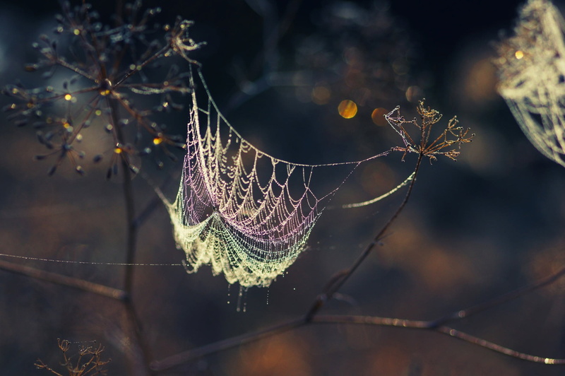 animals in the wild, branches, shadows, animal themes, branch, plant, insect, one animal, drop, selective focus, beauty In Nature, dead plant, 1080P, vulnerability