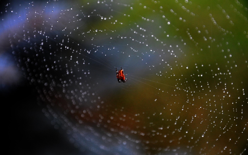 animals, nature, spiders, spider, artistic, 2K, awesome, web