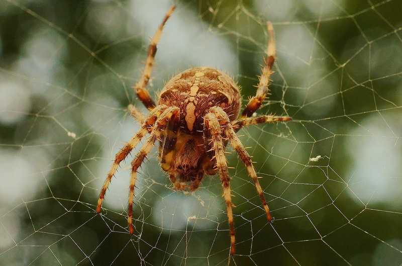 animal, poisonous, animal wildlife, spider, fragility, barn, focus on foreground, one animal, brown, cobweb, spiders web, animal body part, arthropod, web
