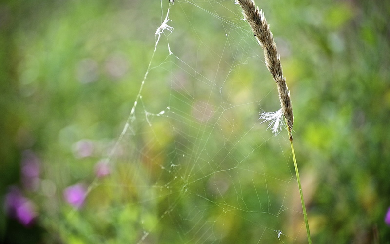 webs, nature, 1080P, hd, green, spider, macro
