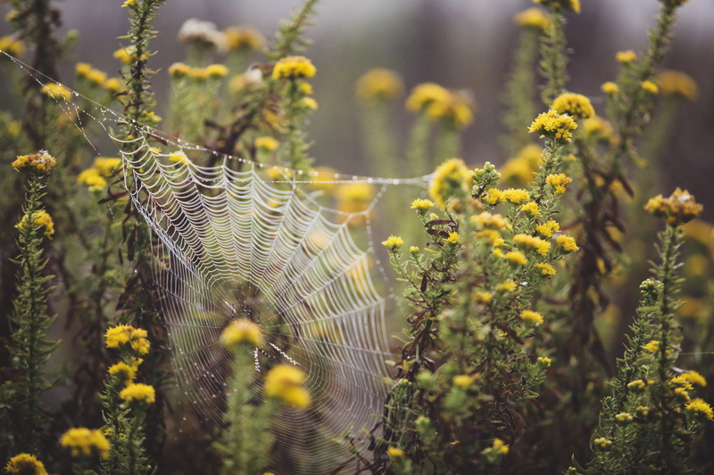 fragility, flowers, focus on foreground, 5K, cobweb, sunlight, due, plant, petaled, no people, shift, field, rainy, web, green color, close-up, outdoors