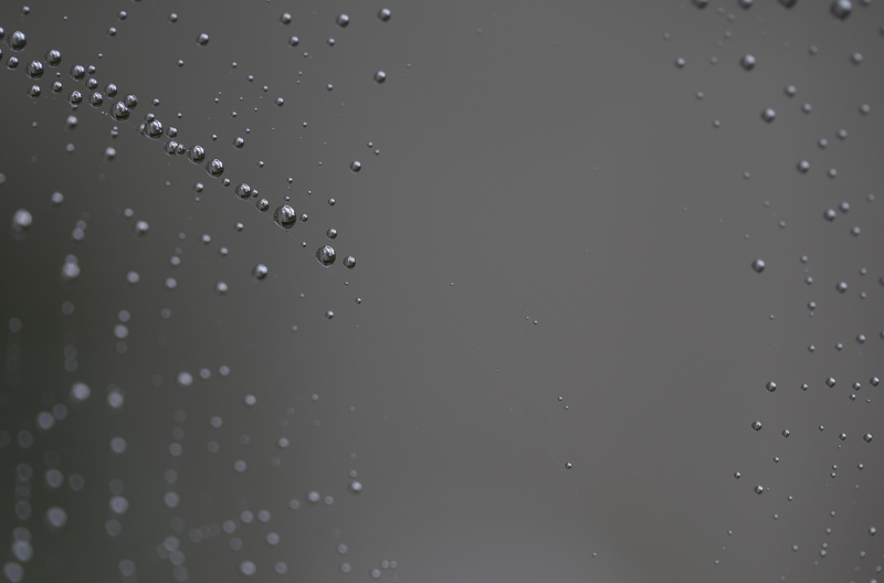 drop, 4K, close-up, spider web
