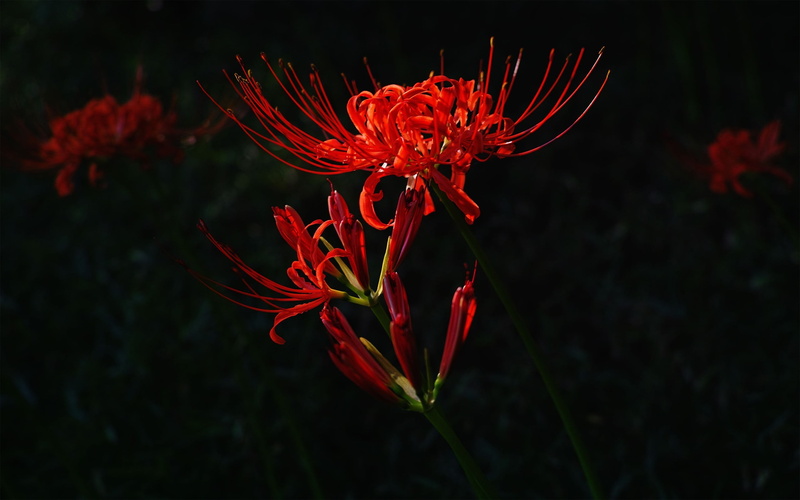 plants, focus, red, vulnerability, no people, pollen, flower head, flowers, growth, botany, focus on foreground, freshness, plant stem, fragility, beauty in nature