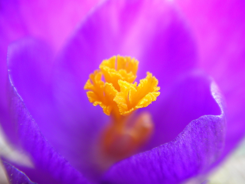 BRAVO, pink Color, Flower, orange, 2K, flower Head, macro, yellow, petaled, Purple, photography, macro photography, COTC, plant, nature, nectar, Spring