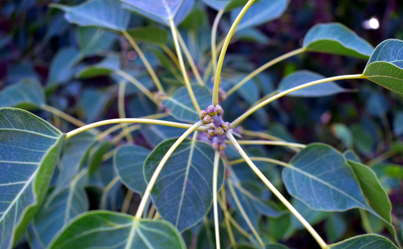 no people, invertebrate, one animal, nature, leaf, ficus religiosa, animal, beauty in nature, radial pattern, day, growth, buds, green color, plant part