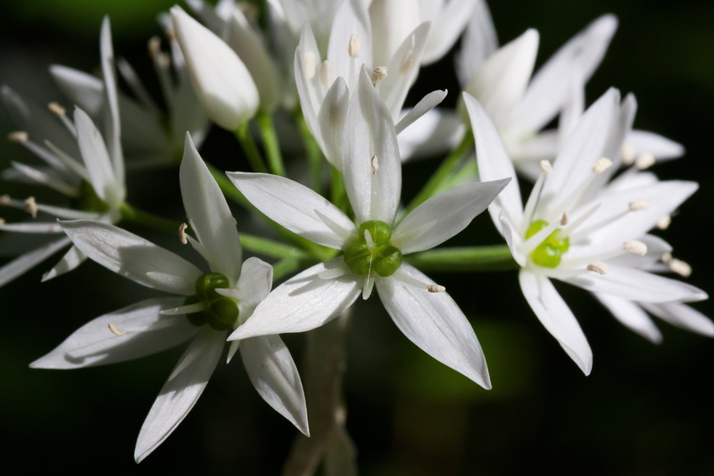 vegetable plant, spring, inflorescence, radial symmetry, purity, naturopathy, plant, outdoors, wild vegetables, bloom, day, allium ursinum, medicinal plant