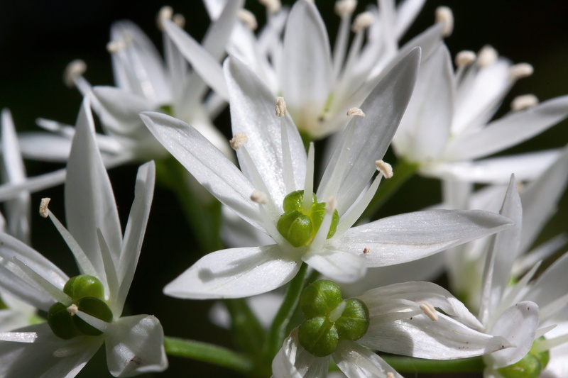 pollen, wood garlic, macro, edible, plant, fragility, no people, white, flora, blossom, botany, bloom, kitchen herb, beauty in nature, nature, flower head