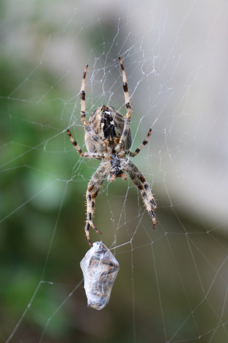 arthropod, araneus, diadematus, nature, animal wildlife, close, vulnerability, cardinal spider, orb, no people, animals in the wild, cross, arachnophobia