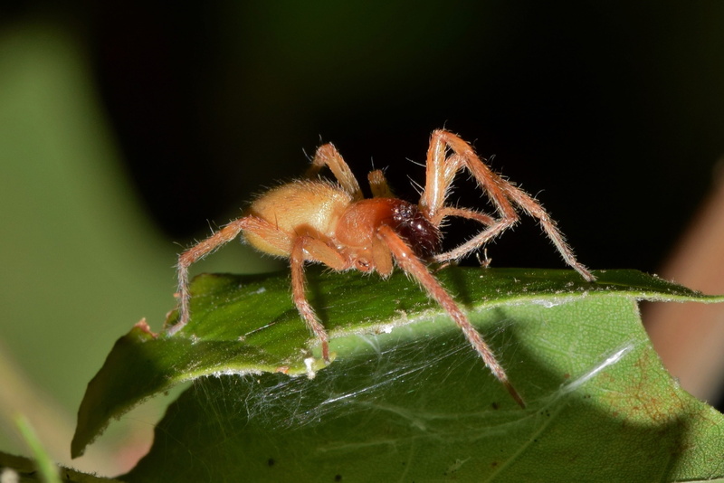leaf, animal wildlife, black footed spider, cheiracanthium inclusum, close-up, invertebrate, animal leg, one animal, predator, animal themes, zoology, phobic
