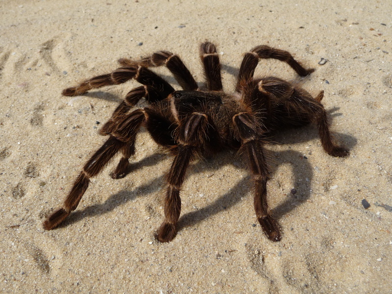 no people, creepy, brazilian parahybana, gray, 2K, animals in the wild, risk, land, invertebrate, zoology, nature, outdoors, insect, crab, one animal