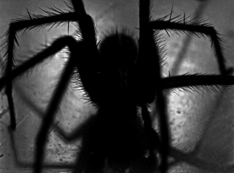 bugs, vintage, black, portrait, unrecognizable person, focus on background, photography, home interior, shadow, front view, scary, fear, nature, grayscale