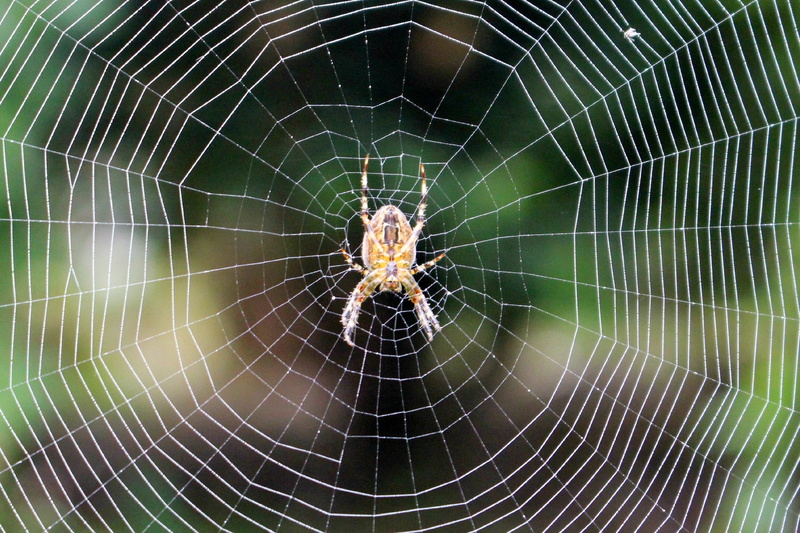 vulnerability, complexity, spider web, spider-web, insect, 1080P, arthropod, focus on foreground, invertebrate, animals in the wild, animal themes, fear