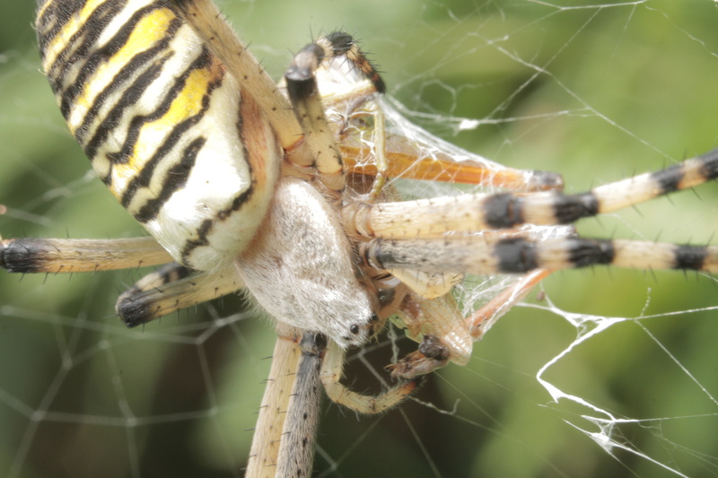 arthropod, danger, invertebrate, animal body part, natural, animal wildlife, one animal, animal, 5K, natur, nature, animal themes, animal leg, animals in the wild