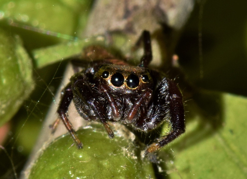 leaf, arachnid, arthropod, creepy, one animal, 1080P, selective focus, macro, close-up, animals in the wild, salticidae, phobia, insect, web, no people