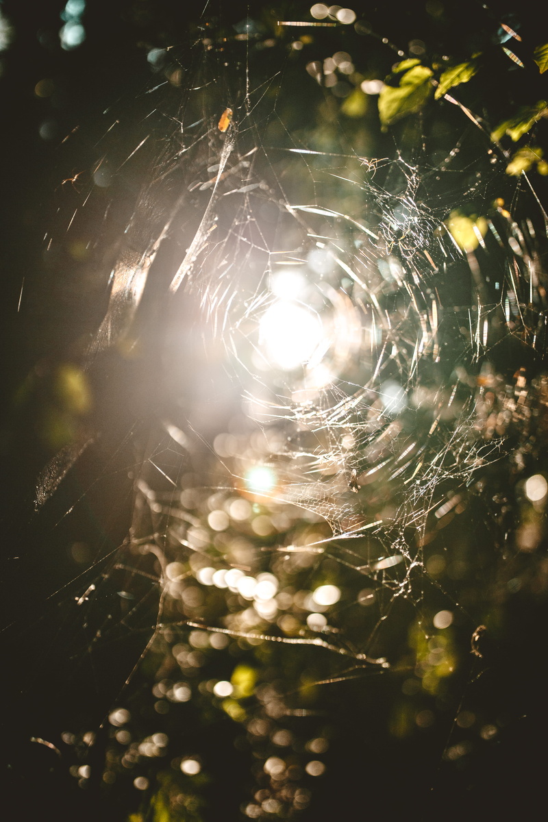wet, fragility, water, light, plant, 5K, abies, day, spider, fear, caution, no people, tree, arachnophobia, complexity, sunlight, sun, web, outdoors, bokeh