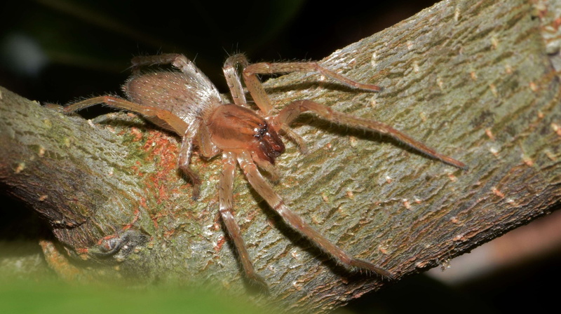 animal hair, phobic, phobia, 2K, outdoors, spider, clubionidae, arthropod, nature, cheiracanthium inclusum, day, predator, venomous, yellow sac, black footed spider