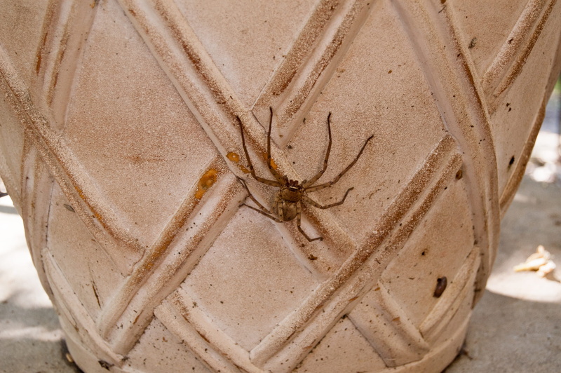 scary, outdoors, leaf, arachnid, animals in the wild, giant, animal themes, legs, nature, creature, hunter, animal body part, garden, predator, arthropod