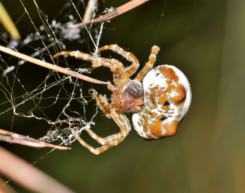 vulnerability, arthropod, animal, one animal, animal themes, no people, mastophora cornigera, trapping, outdoors, 4K, eight legged, arachnophobia, spider web