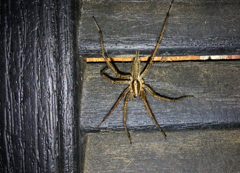 creepy, wood - material, textured, invertebrate, full frame, one animal, agelenopsis, arachnophobia, animals in the wild, animal, shutters, horror, insect