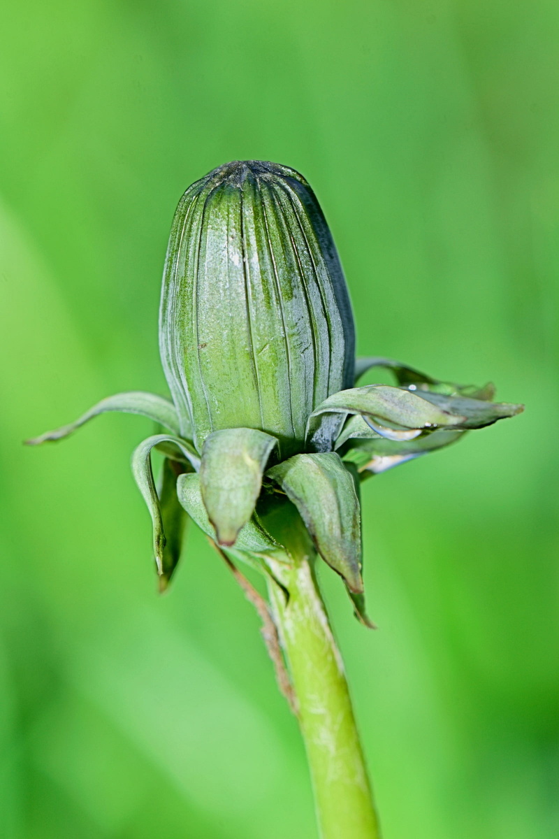 winged insect, flight, vegetable, plant, purity, sepal, design decoration, green color, wasp, summer, insect, afternoon, spider crab, path, spider, dragonfly