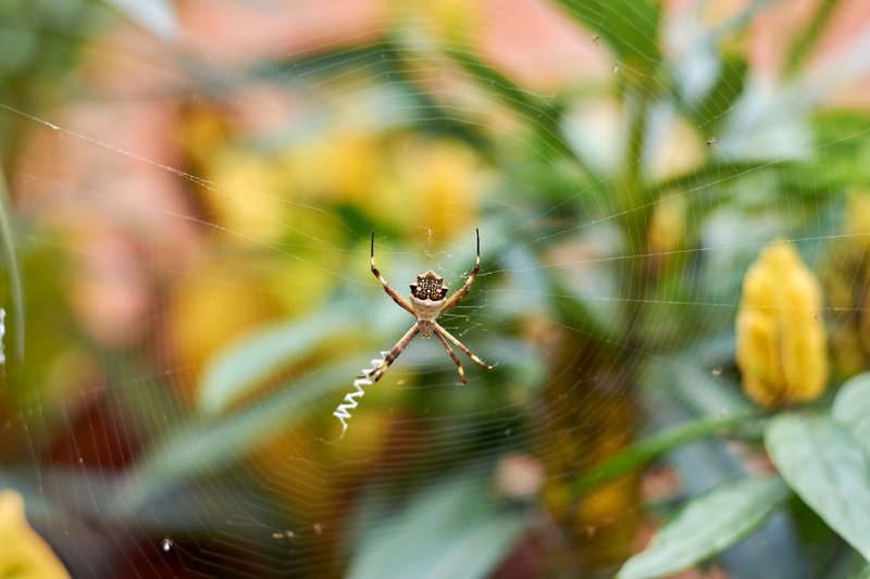 spider web, 5K, animal wildlife, insect, spider, one animal, nature, complexity, fragility, no people, animal themes, animals in the wild, animal, survival