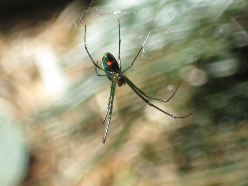 outside, halloween, creepy, nature, outdoors, focus on foreground, close-up, 2K, animals in the wild, insect, spider Web, arachnid, day, invertebrate