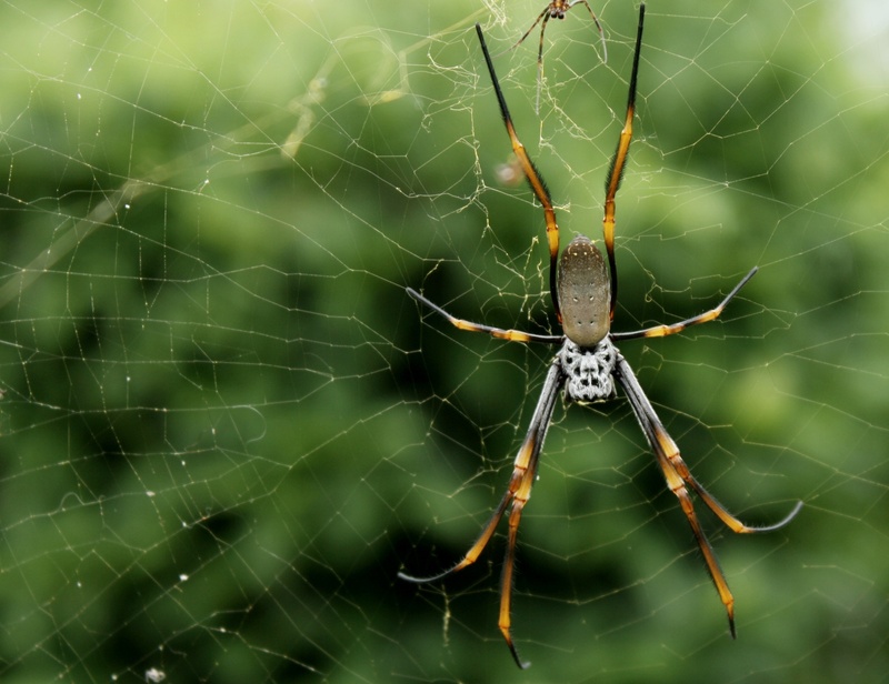 natural, legs, pattern, animal wildlife, nature, predator, vulnerability, invertebrate, spooky, animal leg, thread, spiderweb, arthropod, complexity, close-up