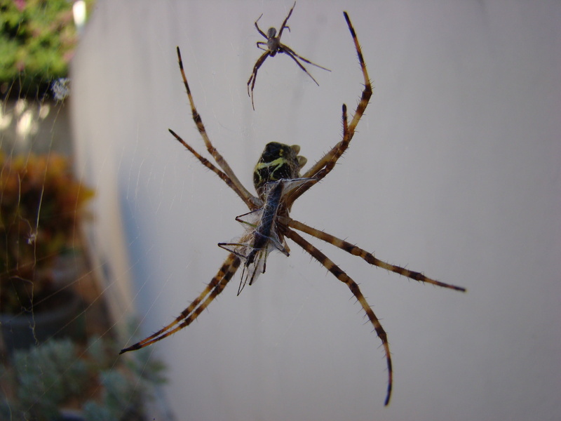 animal body part, nature, focus on foreground, animal, spider, insect, arthropod, close-up, 2K, one animal, arachnophobia, outdoors, animal wildlife, arachnid